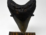 megalodon-teeth-for-sale-online-dark-water-megs102 (2)